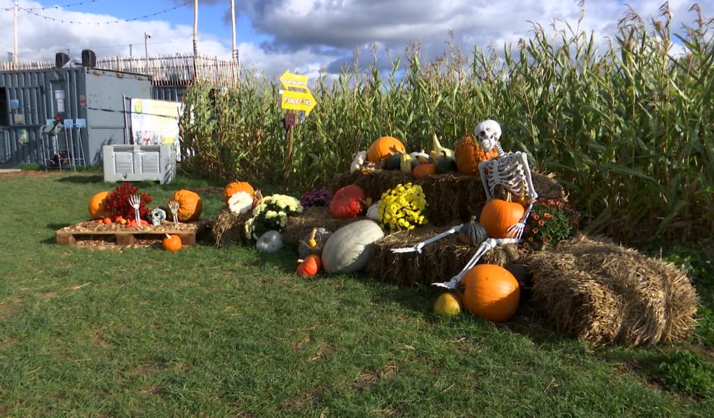Le labyrinthe du "Grain Egaré" est en mode Halloween !
