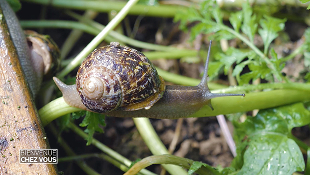 Pourquoi y a-t-il plus d'escargots dans les jardins que d'habitude