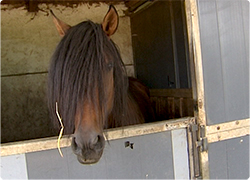 19/09/13 : LA LITIÈRE DES CHEVAUX