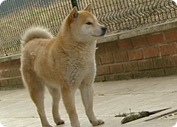 02/05/13 : PORTRAIT DU SHIBA INU