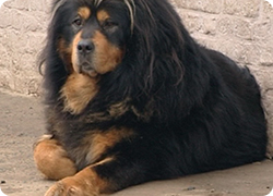 07/03/13 : PORTRAIT du DOGUE du TIBET