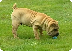 13/04/11 : LE PORTRAIT DU SHAR PEI 