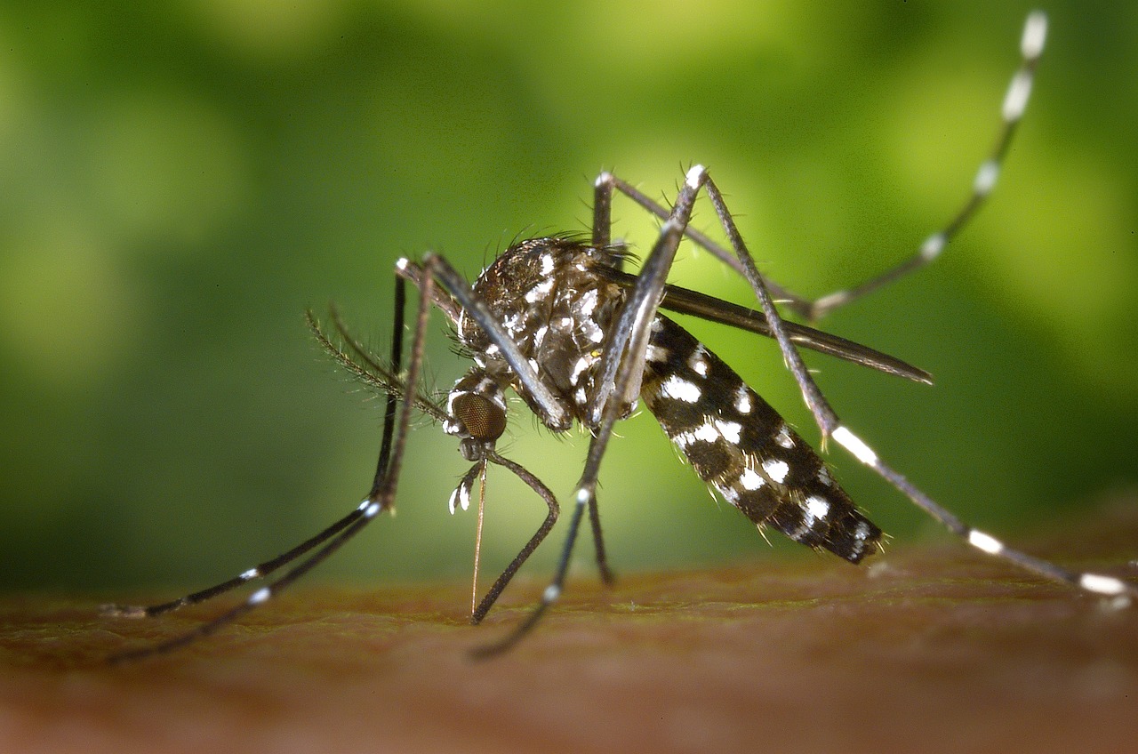 Sciensano invite la population à "chasser" le moustique tigre, smartphone en main