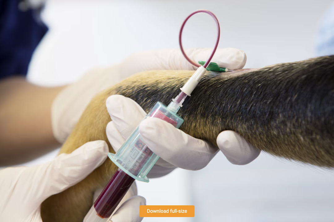 Journée mondiale du don de sang : Les chiens ont 13 groupes sanguins