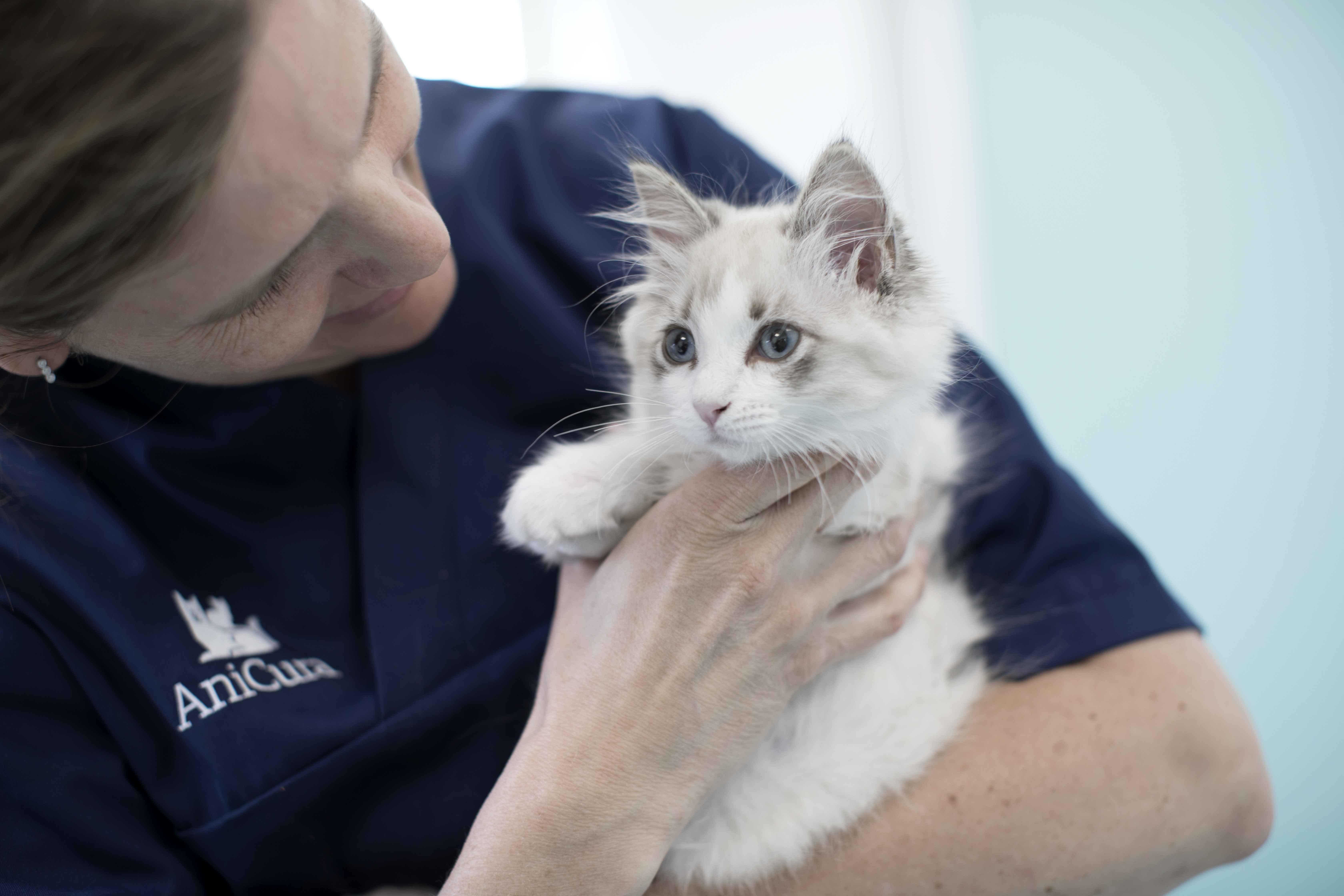 Santé animale : Des cas de Typhus détectés en Belgique.