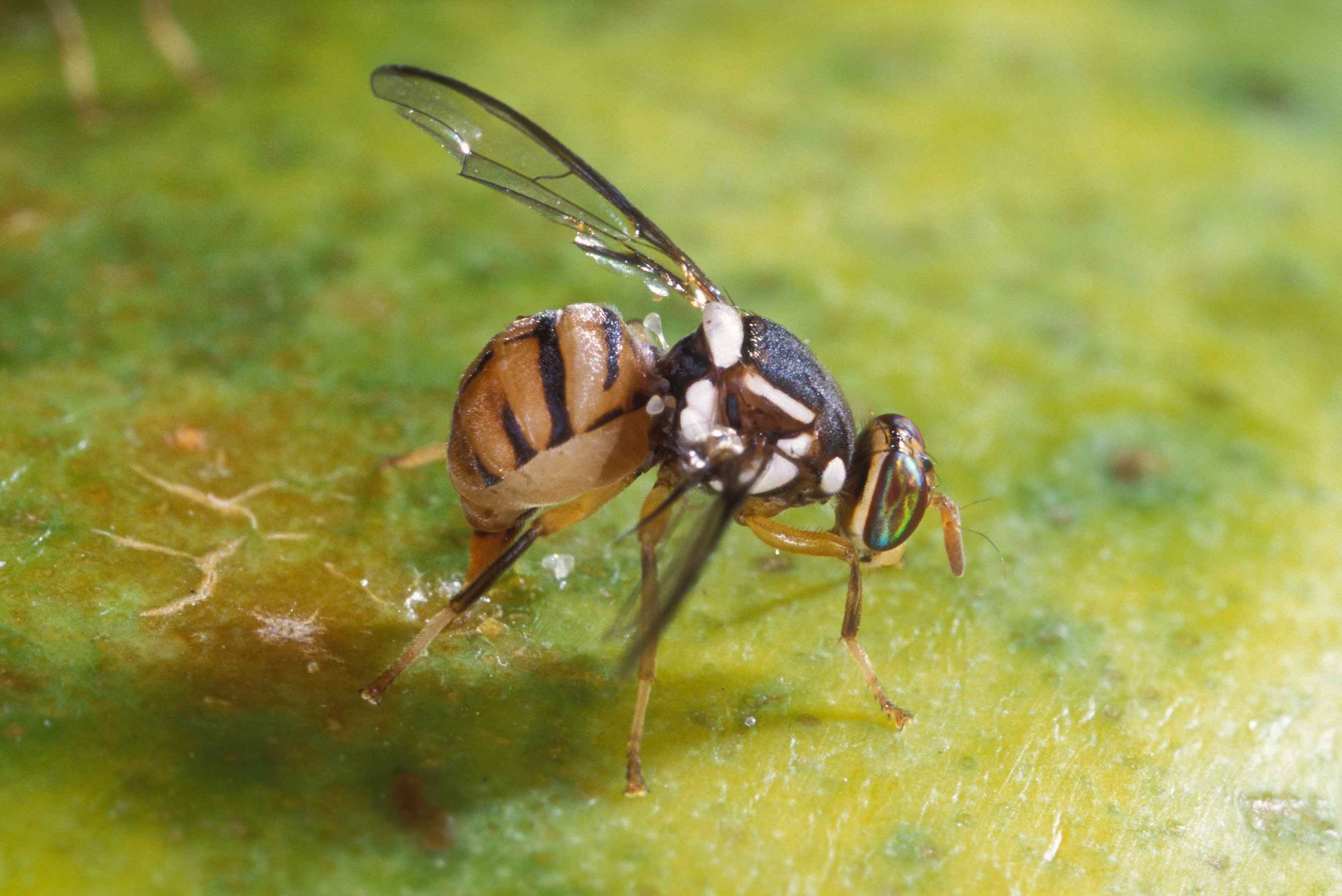 Seconde apparition d'une nouvelle mouche orientale des fruits en Belgique