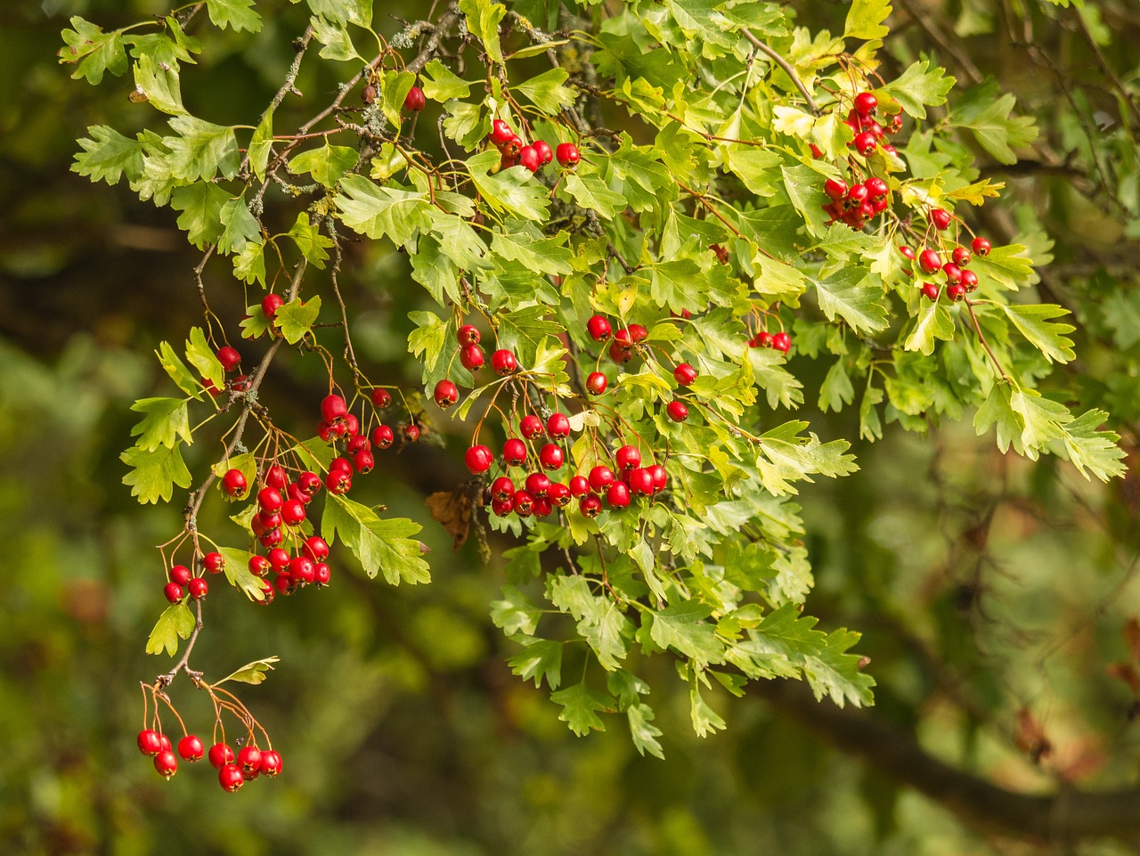 Fleurus: une journée de l'arbre le 30 novembre, avec une distribution gratuite de plants