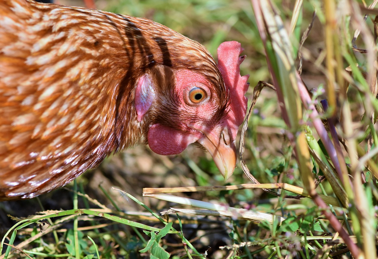 Grippe aviaire : Confinement obligatoire des volailles et oiseaux détenus par des professionnels dès ce samedi