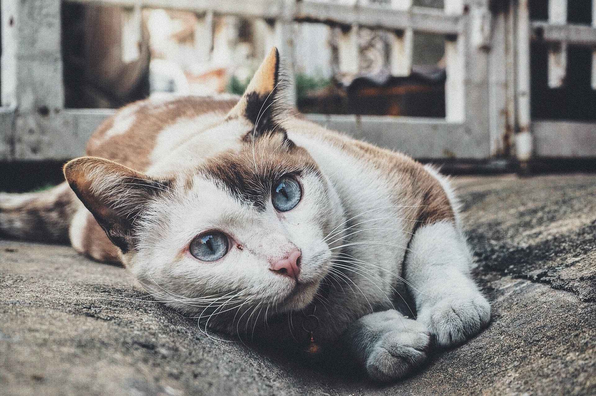 Charleroi : Sauvez vos animaux avec l'autocollant d'urgence