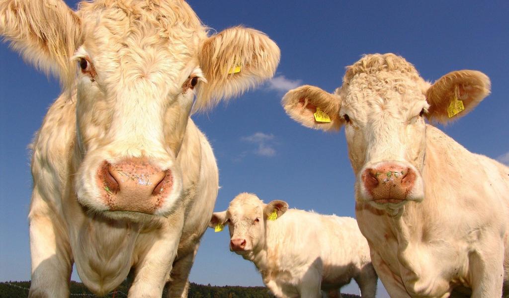 Les règles d'accès du bétail à l'eau assouplies par le parlement wallon
