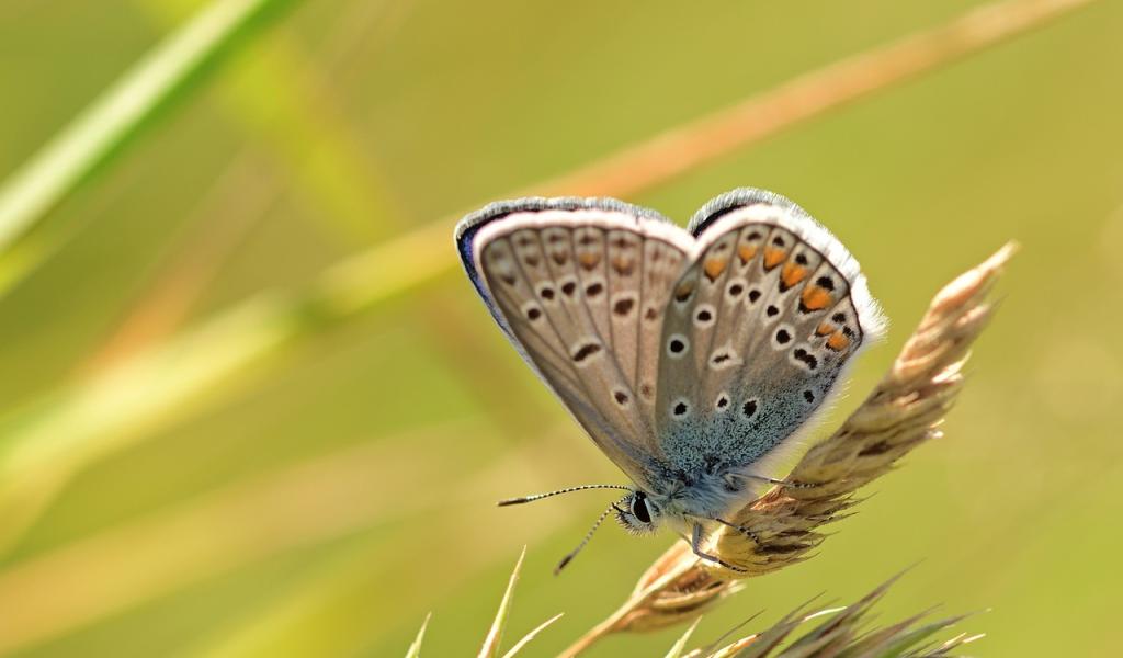 Dernier recensement des papillons par Natagora avant une nouvelle formule en 2025