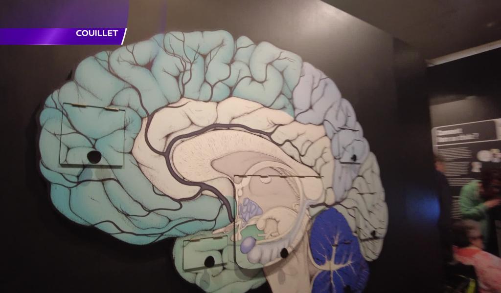 « Nos actions modèlent notre cerveau » : nouvelle exposition à Couillet