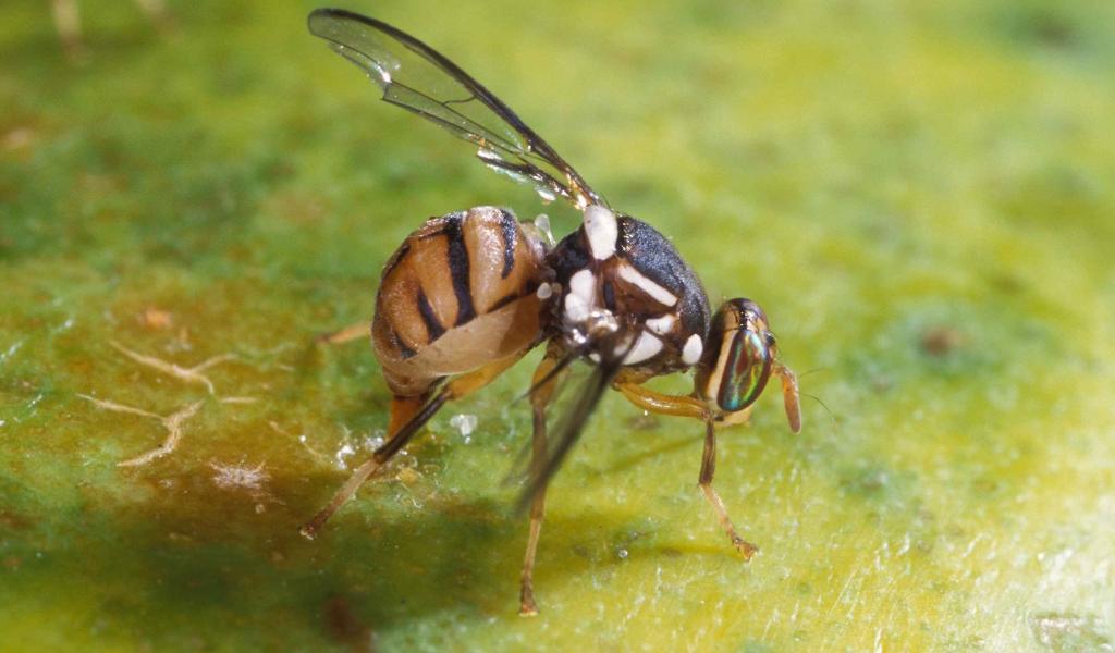 Seconde apparition d'une nouvelle mouche orientale des fruits en Belgique