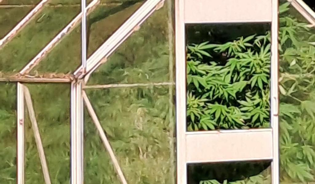 Découverte d'une plantation de cannabis à Fontaine-l'Évêque