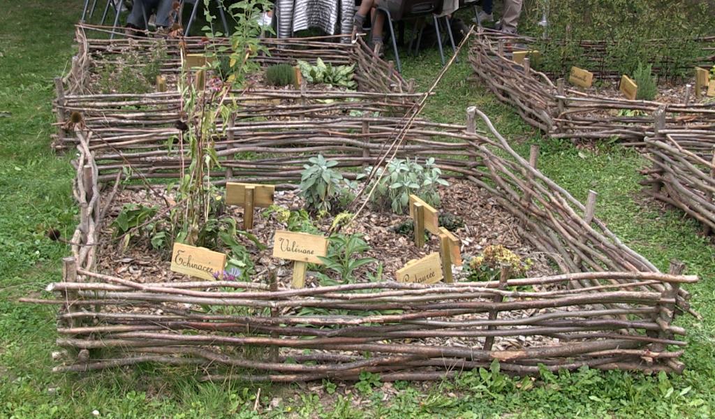 C Local : atelier-découverte des plantes médicinales à Merbes-Sainte-Marie