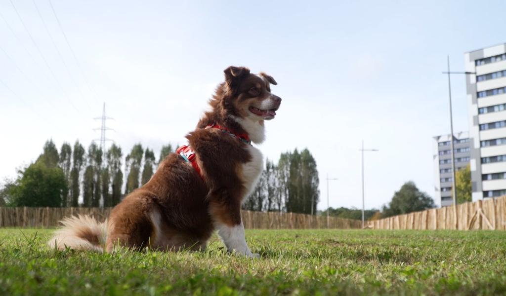 Charleroi a ouvert ses premiers parcs canins