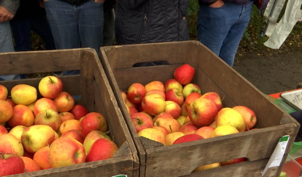 La pomme sous toutes ses formes à l’Aquascope de Virelles