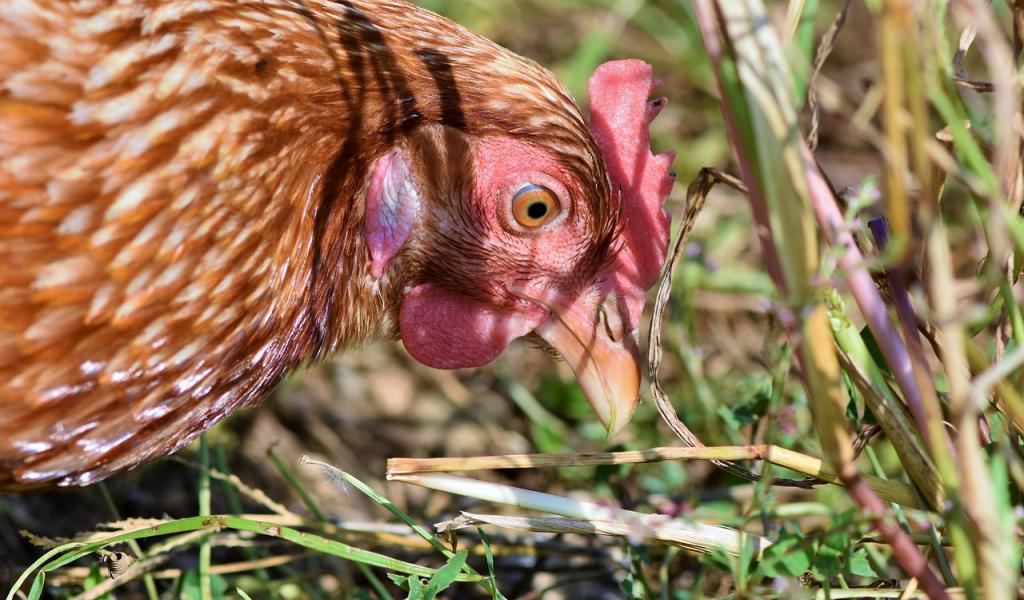 Grippe aviaire : Confinement obligatoire des volailles et oiseaux détenus par des professionnels dès ce samedi