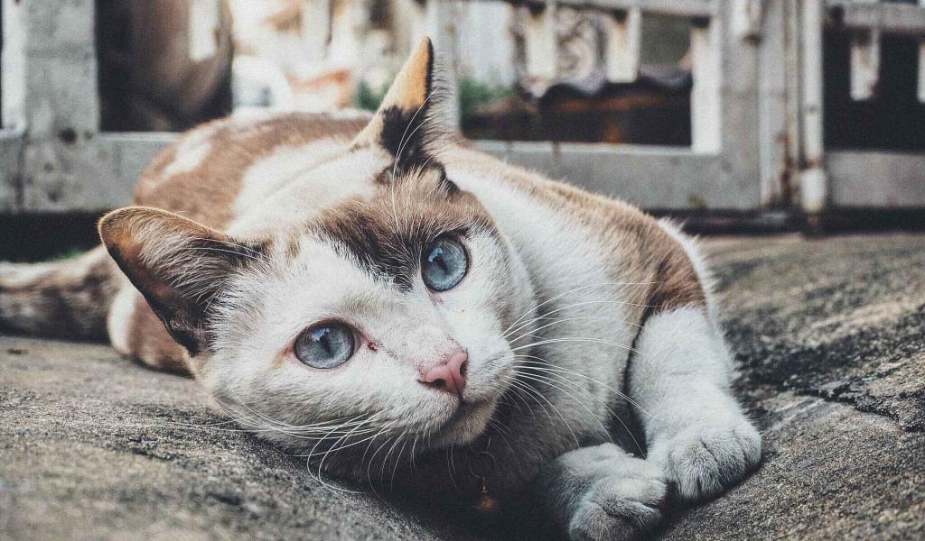 Charleroi : Sauvez vos animaux avec l'autocollant d'urgence