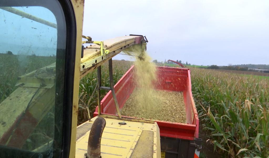 Tarcienne : ce week-end, c'est l'ensilage du maïs sur le champs du labyrinthe géant Le Grain Égaré