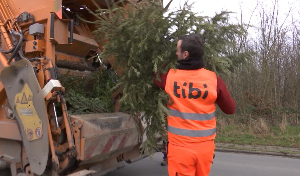 Tibi: Voici les dates des collectes en porte-à-porte des sapins de Noël