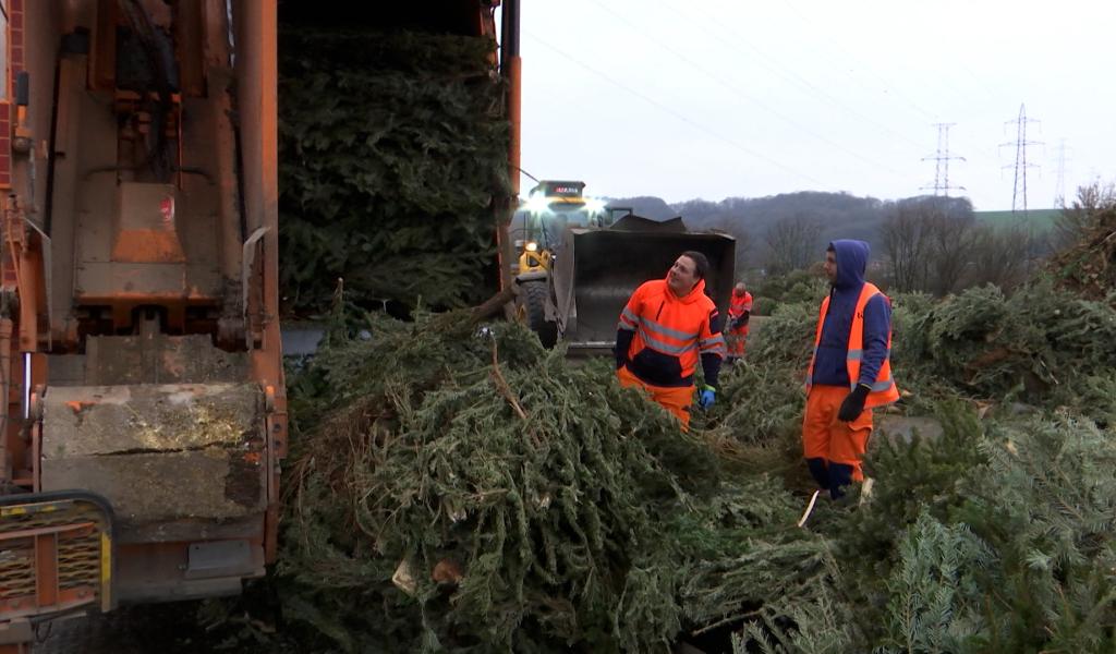 Rappel:  La collecte Tibi des sapins de Noël débute demain !