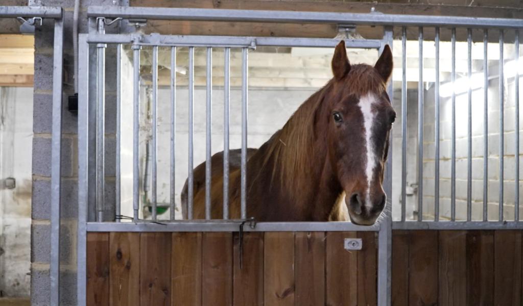 Thuin : un cheval est mort à cause des feux d'artifice du nouvel an, la Ville réagit