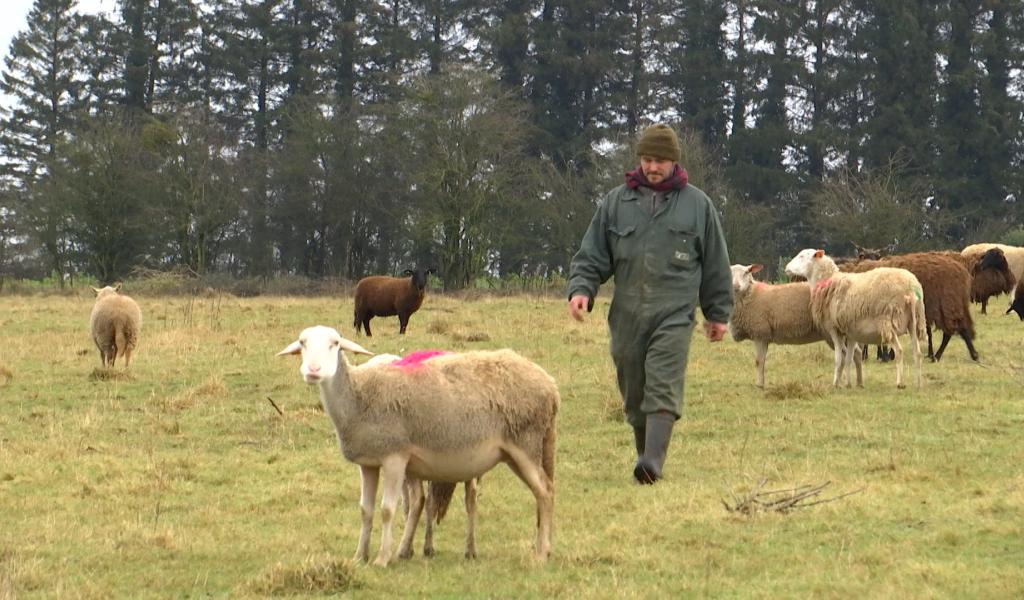 Agrivoltaïsme, une circulaire wallonne trop floue bloque des projets : exemple à Chimay