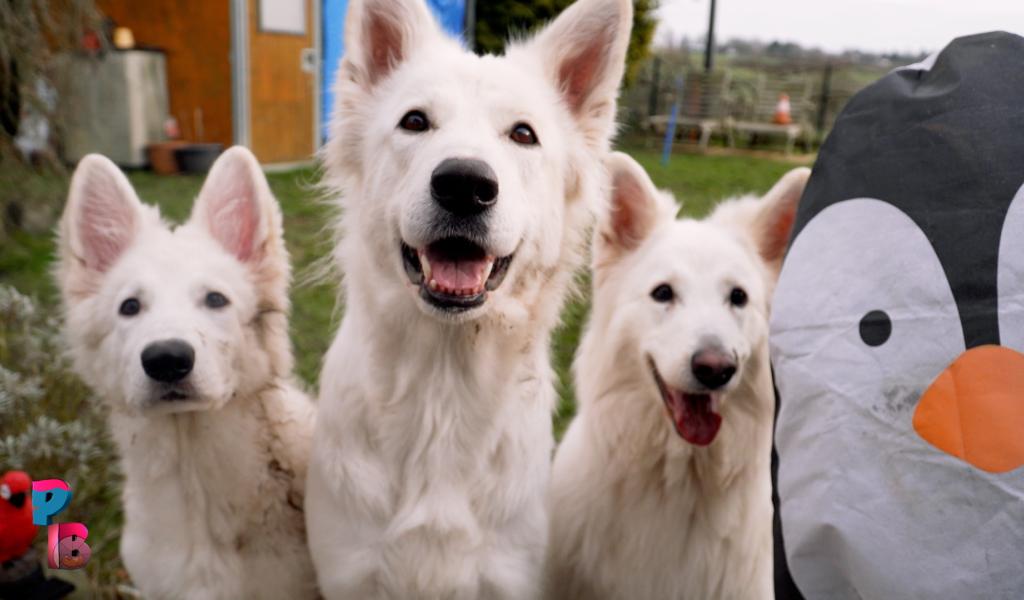 Pense-Bêtes : le berger blanc suisse