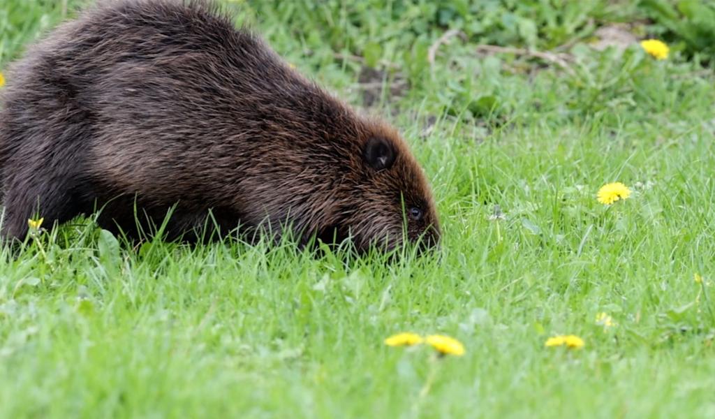 Erquelinnes : les castors sont toujours bien présents dans la Haute Sambre !