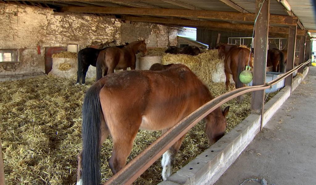 Animaux saisis et restitués: une décision qui choque les refuges