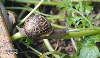 Pourquoi y a-t-il plus d'escargots dans les jardins que d'habitude