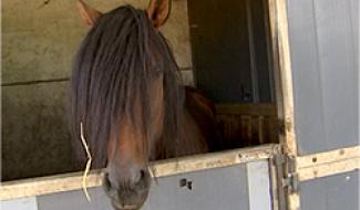 19/09/13 : LA LITIÈRE DES CHEVAUX