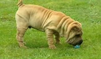 13/04/11 : LE PORTRAIT DU SHAR PEI 