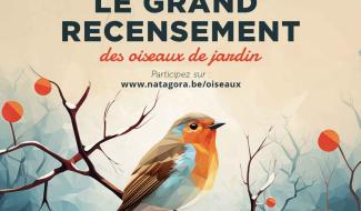 Natagora : le grand recensement des oiseaux de jardin débute bientôt