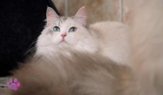 Pense-Bêtes - Portrait de race - Le chat Neva Masquerade