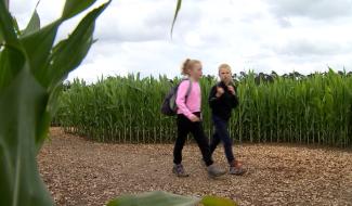 Un Labyrinthe Géant Prend Racine à Tarcienne