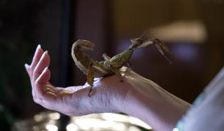 Insectopy: un salon dédié aux insectes et aux reptiles