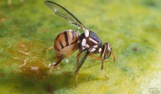 Seconde apparition d'une nouvelle mouche orientale des fruits en Belgique