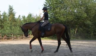 Équitation : une Gerpinnoise aux Championnats d’Europe pour Juniors