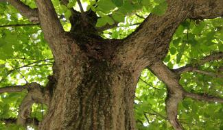 Mobilisation citoyenne pour sauver le dernier arbre de la Rue de France