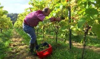 Début des vendanges compliqué au Domaine de la Portelette