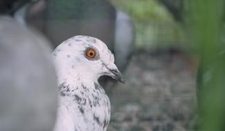 Pense-Bêtes - Découverte des pigeons (1/2)