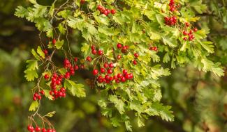 Fleurus: une journée de l'arbre le 30 novembre, avec une distribution gratuite de plants