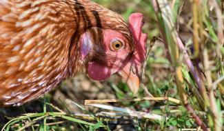 Grippe aviaire : Confinement obligatoire des volailles et oiseaux détenus par des professionnels dès ce samedi