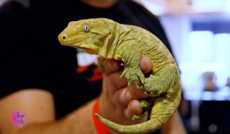 Pense-Bêtes - Insectopy : le salon des insectes et des reptiles