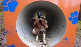 Courcelles: le parc canin s'équipe d'un espace agility