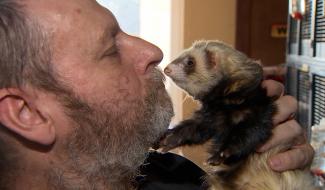 Erquelinnes : le refuge pour furets Cody's Ferret lance un appel à l'aide