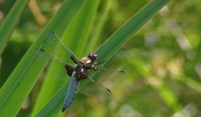 Stratégie nationale sur la biodiversité : votre avis compte