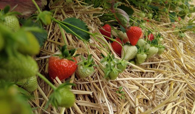 La saison des fraises démarre timidement en Belgique